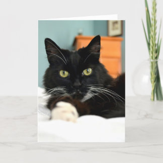 Black Cat Greeting Card
