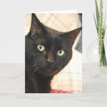 Black Cat Happy Birthday Card by AllyJCat at Zazzle