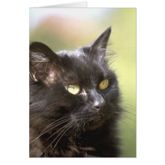 Black Cat Head Study (Front)