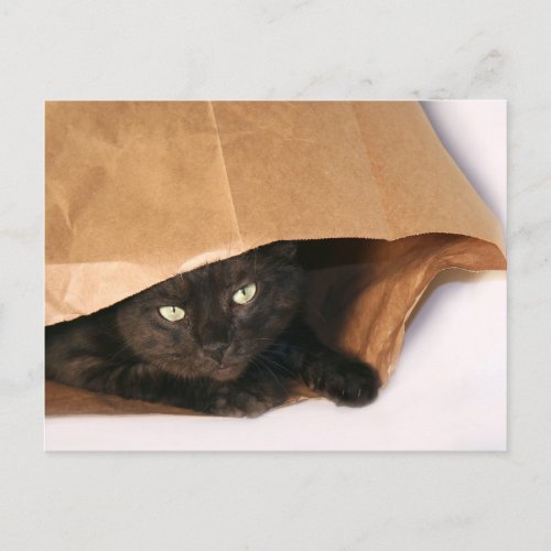 Black cat in a bag postcard