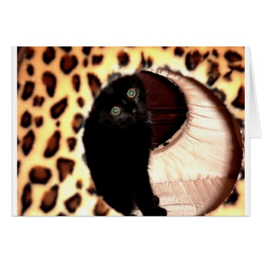 Black Cat in a leopard hooch Cards (Front Horizontal)