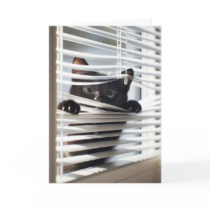 Black Cat In Blinds For Birthday Card