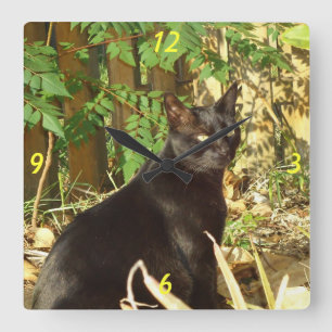 Black Cat in Morning Sun Wall Clock