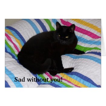 Black Cat In The Bed by stdjura at Zazzle
