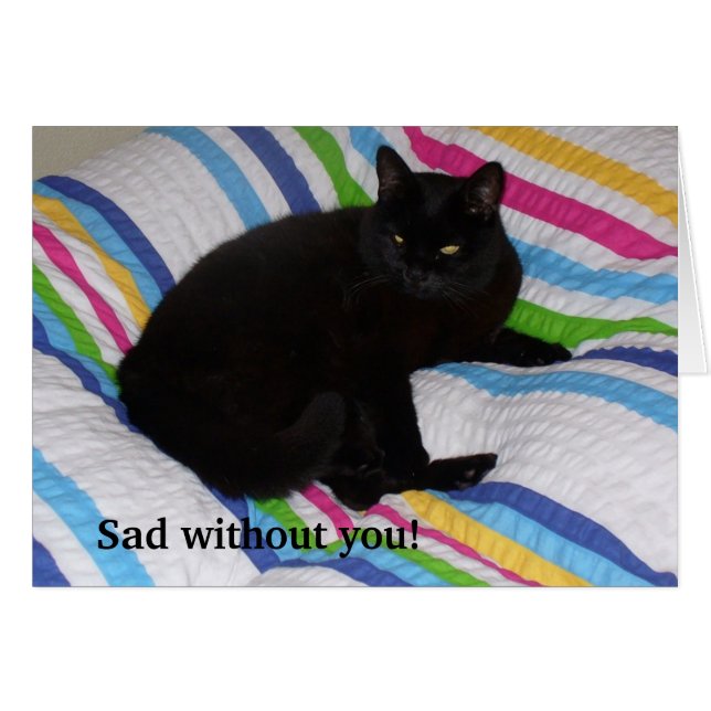 Black Cat in the Bed Cards (Front Horizontal)