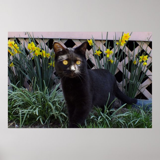 Black Cat in the Daffodils Poster (Front)