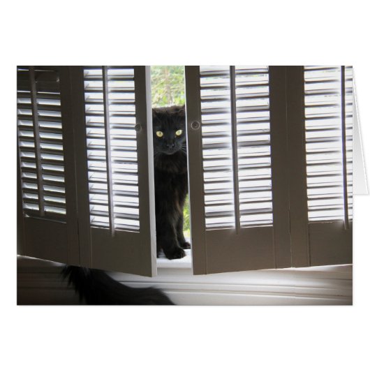 Black Cat in the Window Shutters, blank notes (Front Horizontal)
