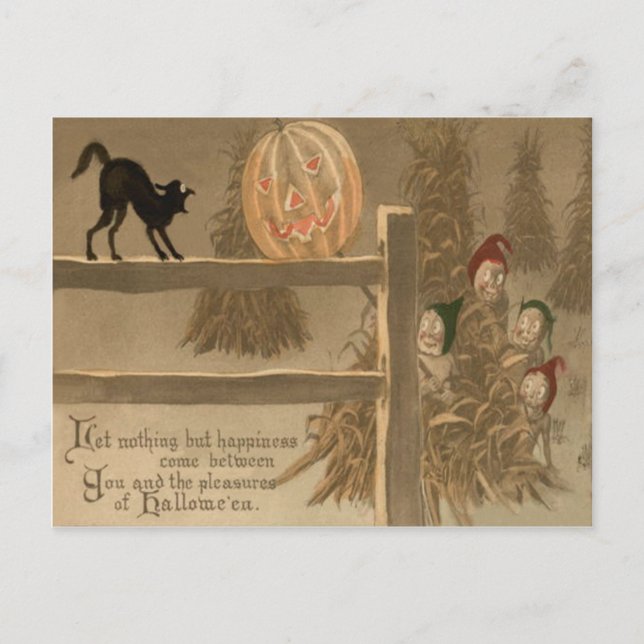 Black Cat Jack O Lantern Pumpkin Haystack Postcard (Front)