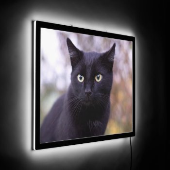 Black Cat Led Sign by MehrFarbeImLeben at Zazzle