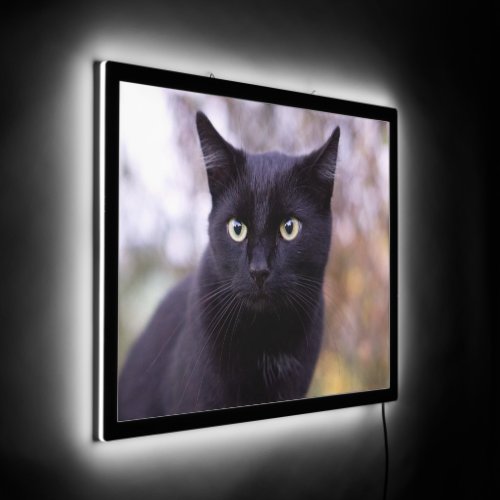 black cat LED sign