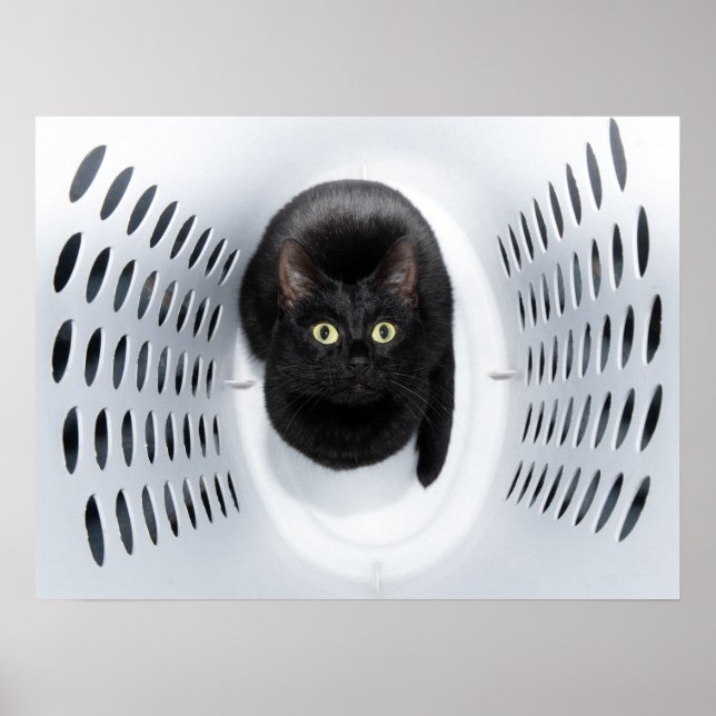 Black cat looking up from a white laundry hamper poster (Front)
