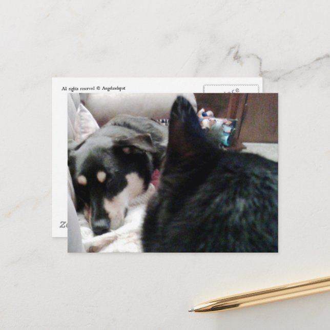 Black Cat Looks At Sleeping Dog Postcard (Front/Back In Situ)