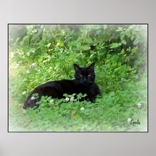 Black Cat Lying in Clover Poster