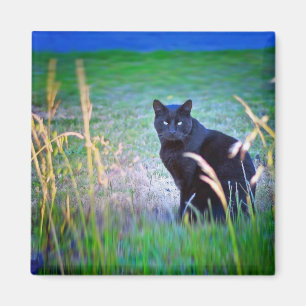 Black Cat Magnet