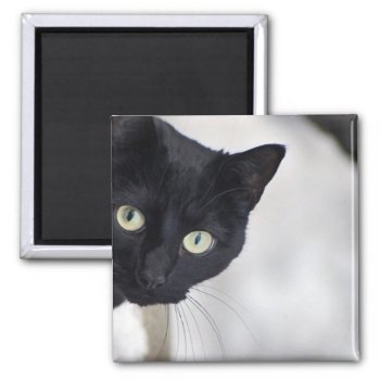 Black Cat Magnet by Madddy at Zazzle