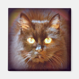 black cat magnet