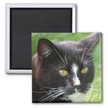 Black Cat Magnet by pulsDesign at Zazzle