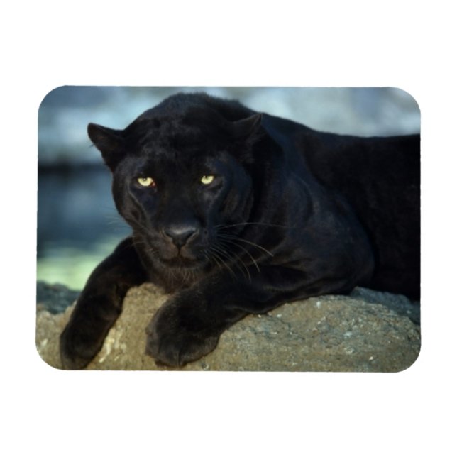 Black Cat Magnet (Horizontal)