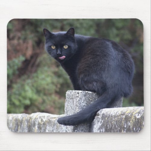 Black Cat Mouse Pad