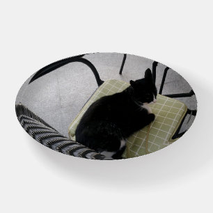 Black cat on a terrace paperweight