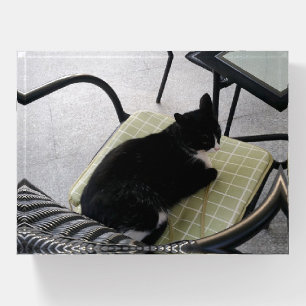 Black cat on a terrace paperweight