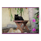 Black Cat on Bench with Pink Geraniums (Front Horizontal)