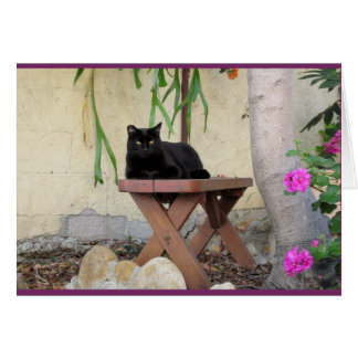Black Cat on Bench with Pink Geraniums Cards