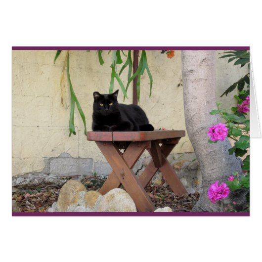 Black Cat on Bench with Pink Geraniums Cards (Front Horizontal)
