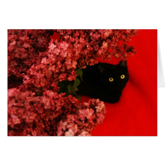 black cat on red cards (Front Horizontal)