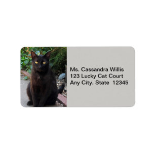 Black Cat Patiently Waiting Address Labels