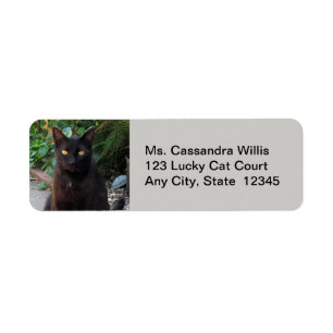 Black Cat Patiently Waiting Return Address Labels