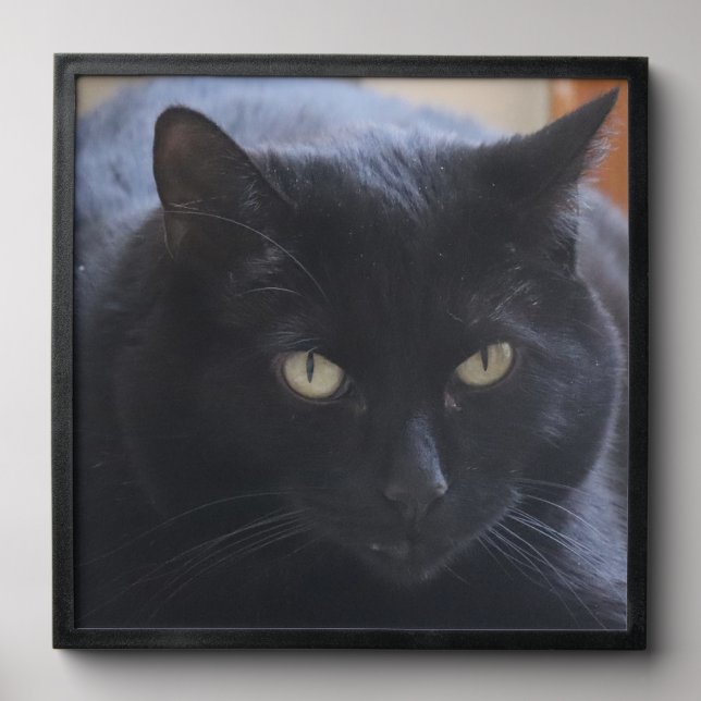 Black Cat Peel And Stick Photo Tile (Front Set)
