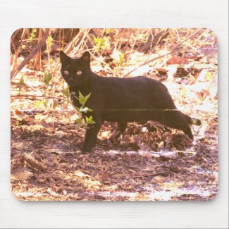 Black Cat Photo