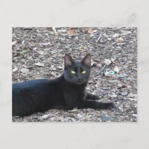 Black Cat Photo Postcard