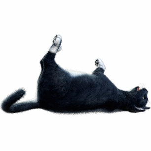 Black Cat Photo Sculpture