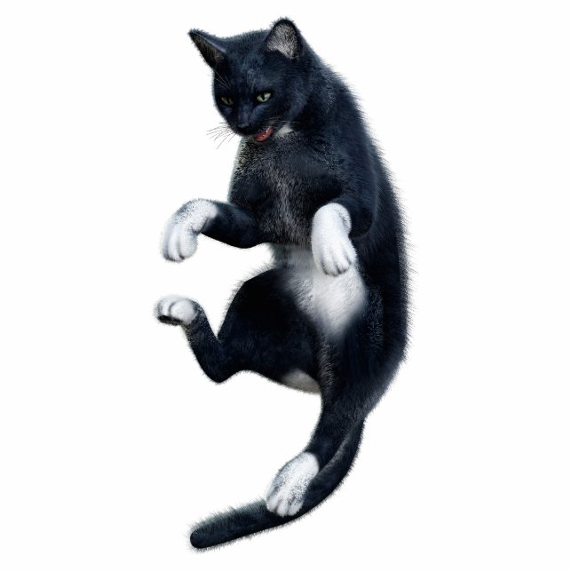 Black Cat Photo Sculpture (Front)