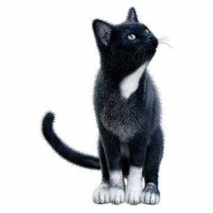 Black Cat Photo Sculpture