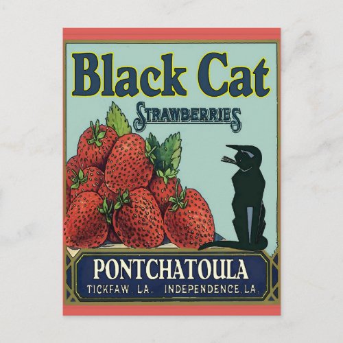 Black Cat Pontchatoula Strawberries Postcard