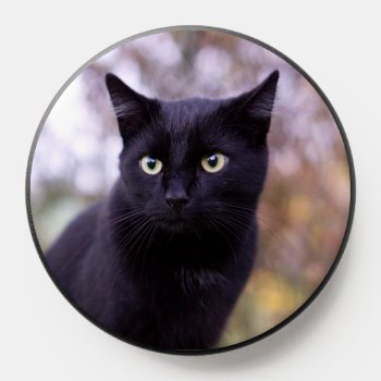 Black Cat Popsocket by MehrFarbeImLeben at Zazzle