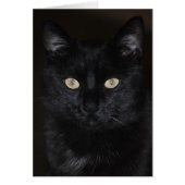Black Cat Portrait (Front)