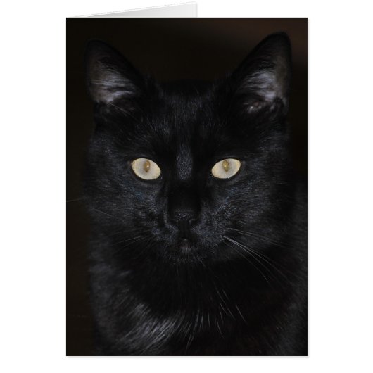 Black Cat Portrait (Front)