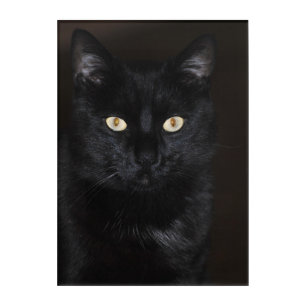 Black Cat Portrait Acrylic Print