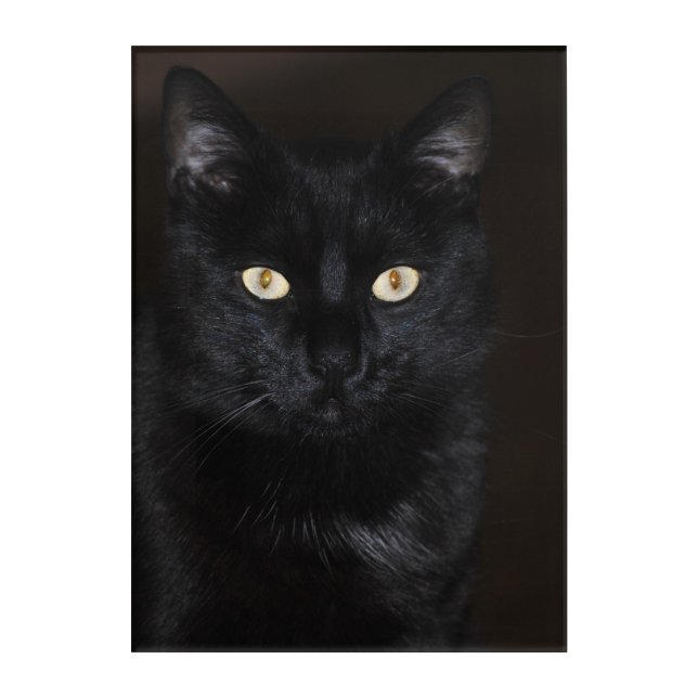 Black Cat Portrait Acrylic Print (Front)