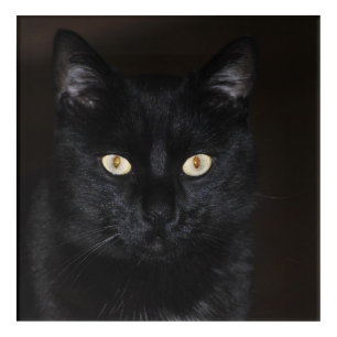 Black Cat Portrait Acrylic Print