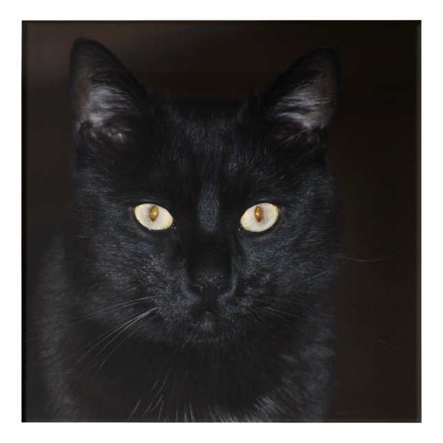 Black Cat Portrait Acrylic Print (Front)
