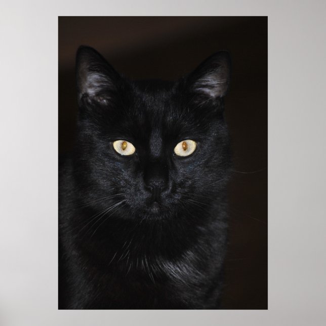 Black Cat Portrait Poster (Front)