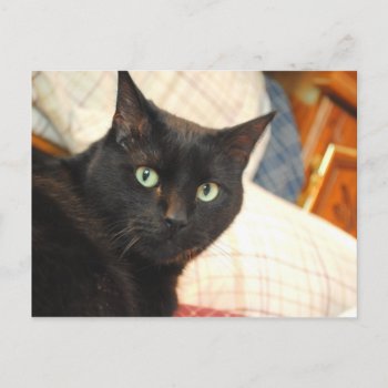 Black Cat Post Card by AllyJCat at Zazzle