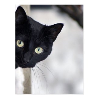 Black Cat Post Card