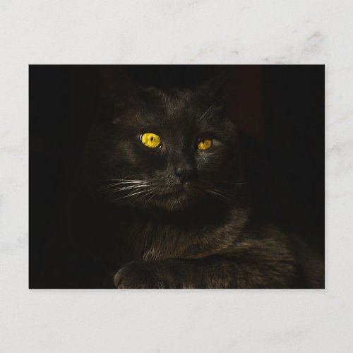 Black cat _ Postcard
