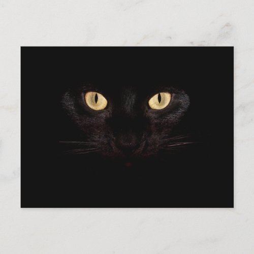 black cat postcard